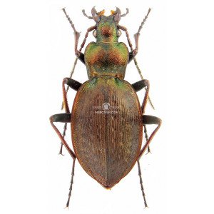 CARABUS LINNEII FOLGARIACUS